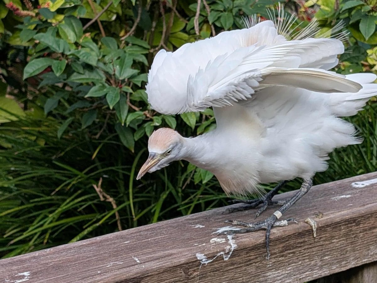 20 photos d'oiseaux effrayants et étranges 5 Oiseau prêt à l'attaque