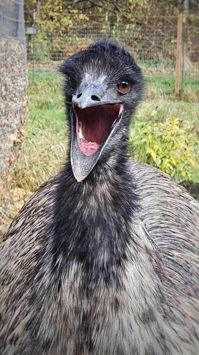 20 photos d'oiseaux effrayants et étranges 2 Émeu d'Australie