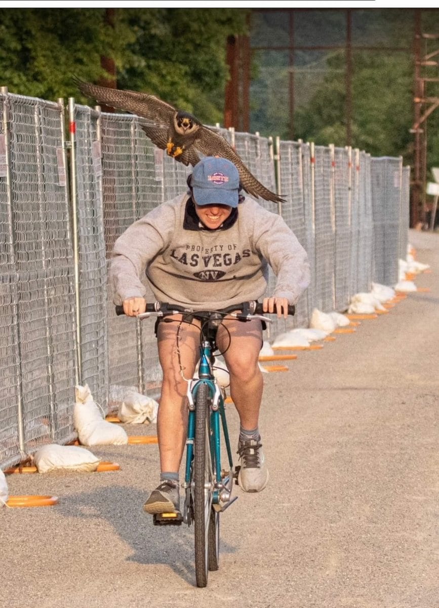 20 photos d'oiseaux effrayants et étranges 13 attaque d'une buse