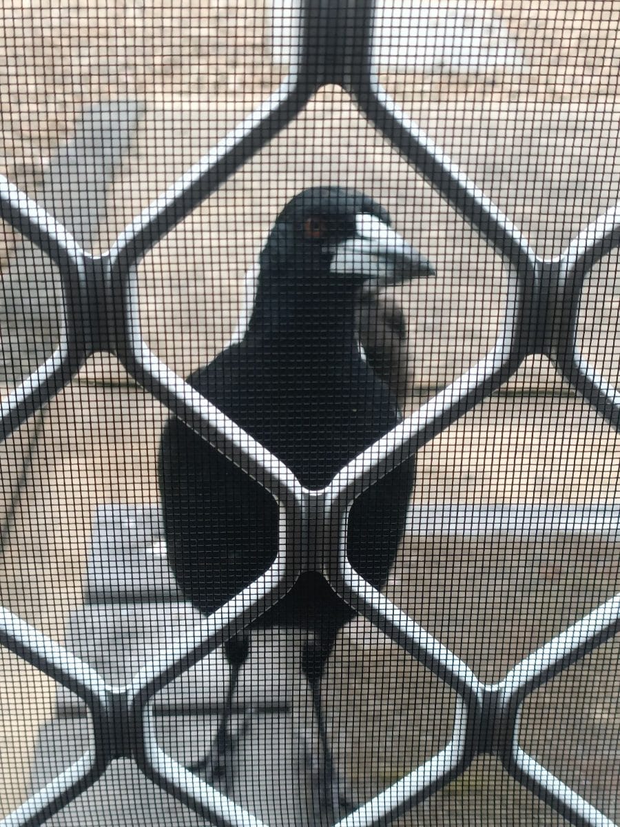 20 photos d'oiseaux effrayants et étranges 12 corbeau derrière un grillage