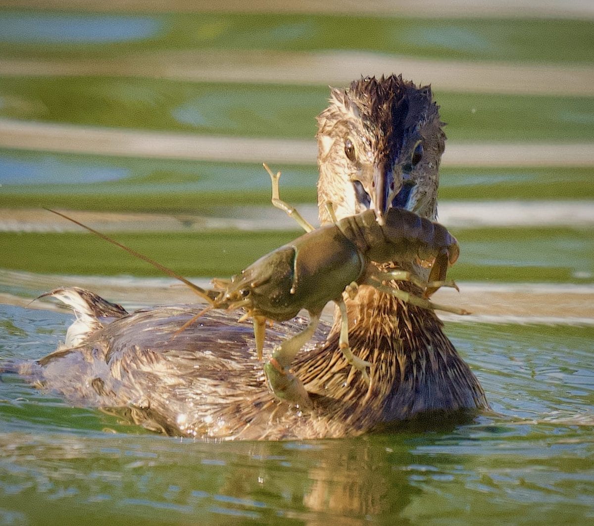20 photos d'oiseaux effrayants et étranges 19 écrevisse capturé
