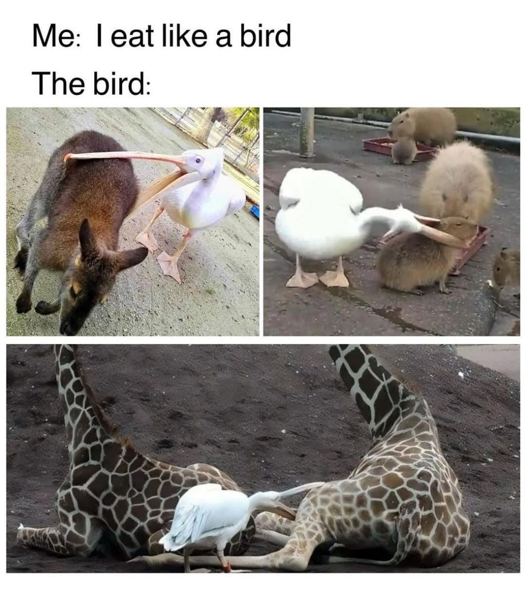 20 photos d'oiseaux effrayants et étranges 21 il mange tout