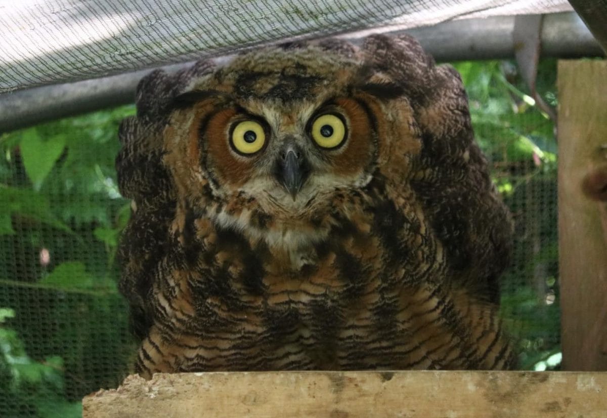 20 photos d'oiseaux effrayants et étranges 4 Une chouette menaçante