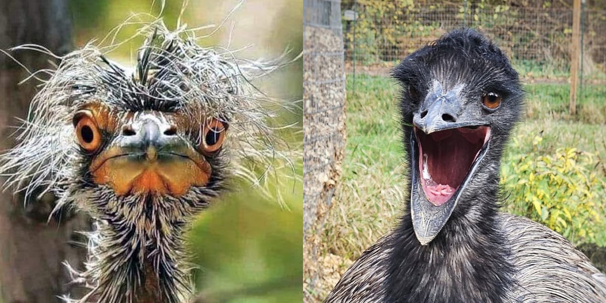 20 photos d'oiseaux effrayants et étranges 46 menace des oiseaux