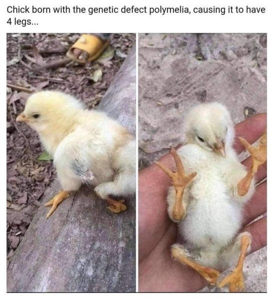 20 photos d'oiseaux effrayants et étranges 14 poussin avec 4 pattes