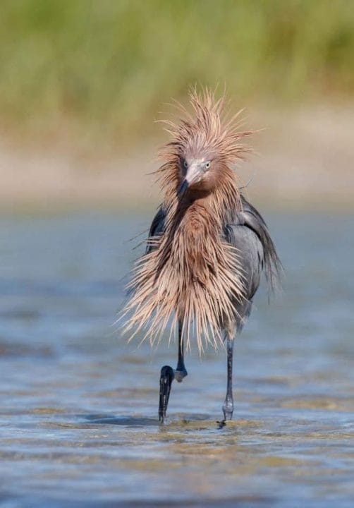 20 photos d'oiseaux effrayants et étranges 8 un oiseau sans plume