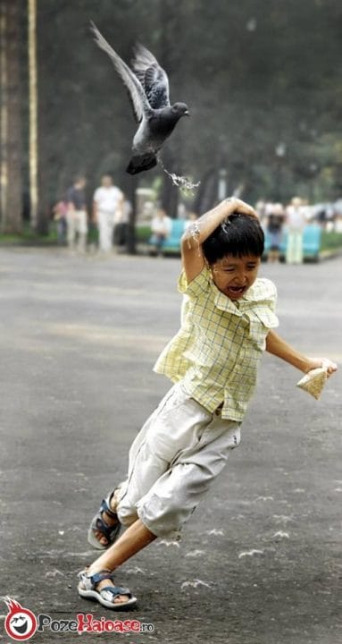 20 photos d'oiseaux effrayants et étranges 15 attaque d'un pigeaon