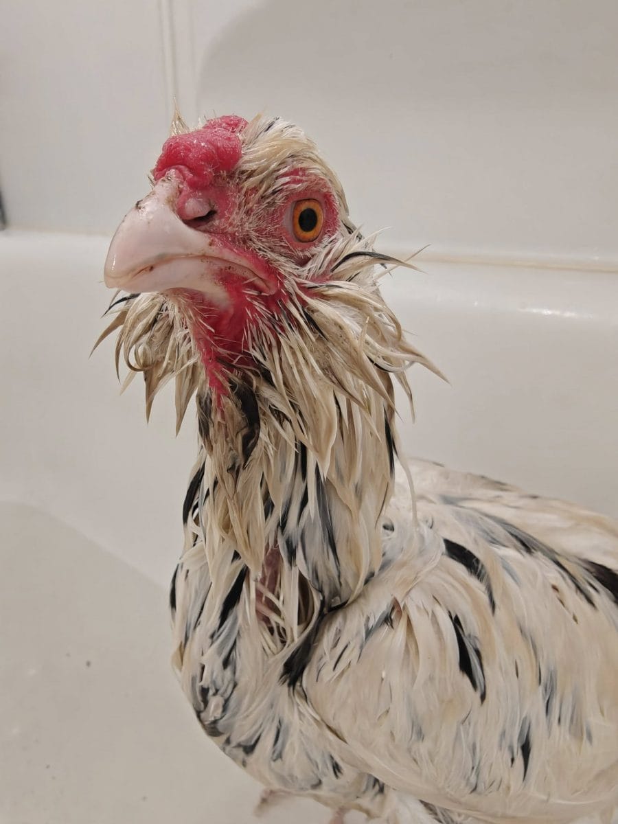 20 photos d'oiseaux effrayants et étranges 7 une poule mouillé