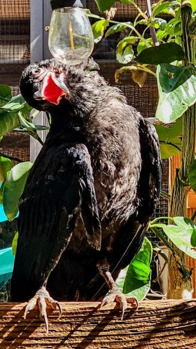 20 photos d'oiseaux effrayants et étranges 3 tête de côté oiseau