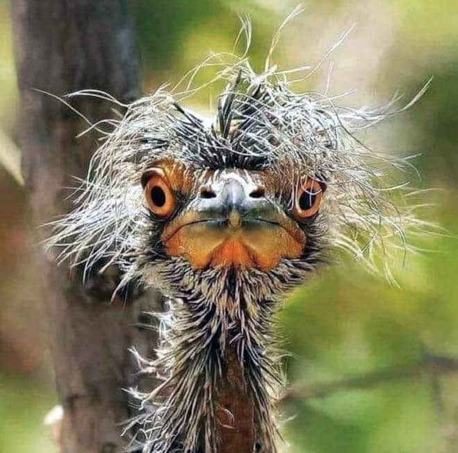 20 photos d'oiseaux effrayants et étranges 17 Une tête de folle