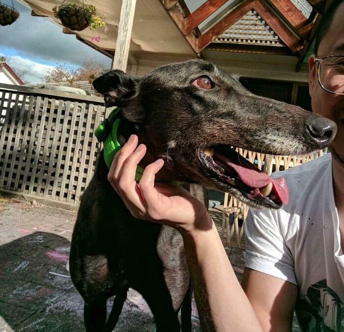 40 illusions d'optiques qui jouent avec votre cerveau 25 un chien demoniaque