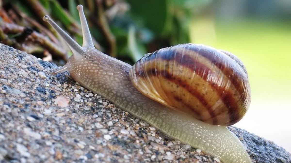 Lenta, la maison escargot qui avance… sans bouger